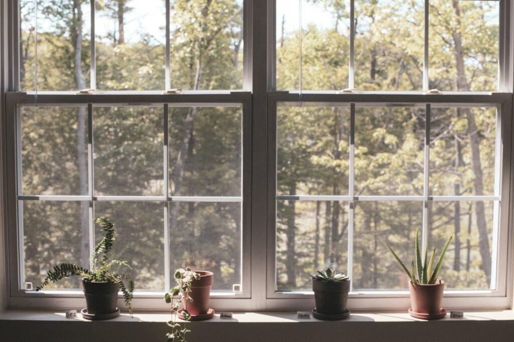 A green potted plant near a window