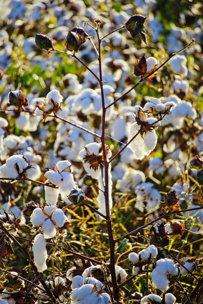 A cotton field